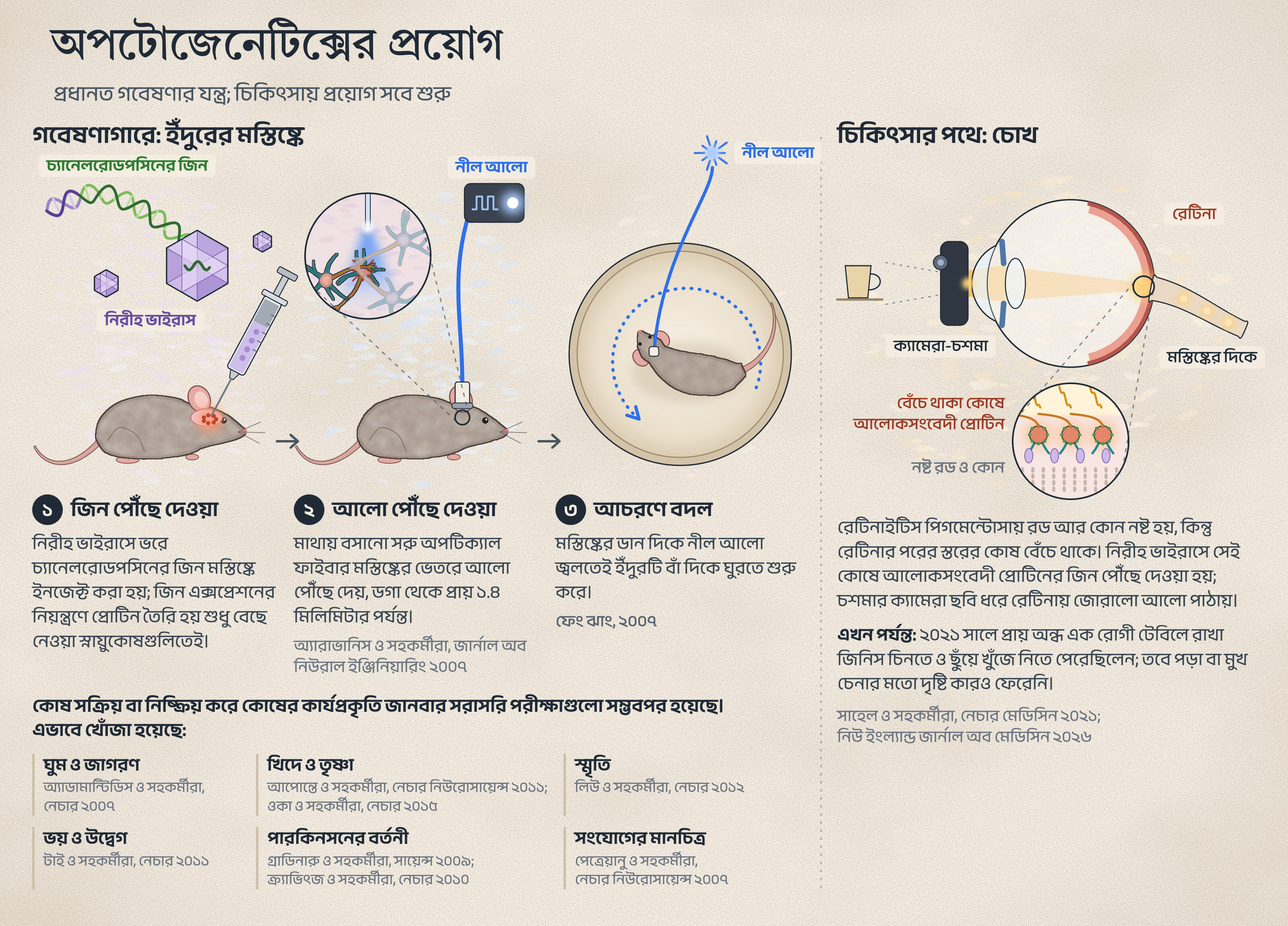 আলো দিয়ে মস্তিষ্কের সুইচ: অপটোজেনেটিক্সের গল্প